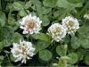 Clover, white Trifolium repens